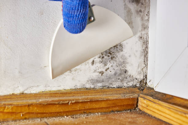 Best Mold Documentation for Insurance Claims  in Clarendon Hls, IL
